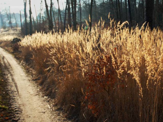 Reed grass