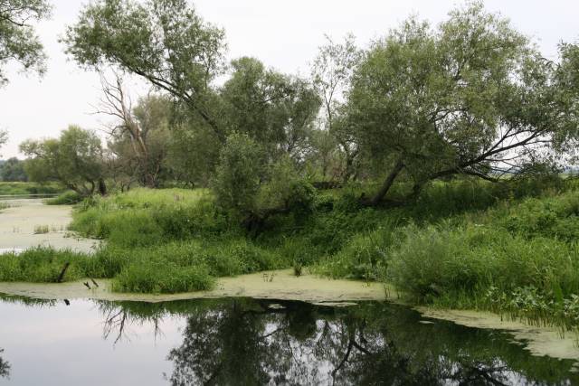 Nationalpark Unteres Odertal