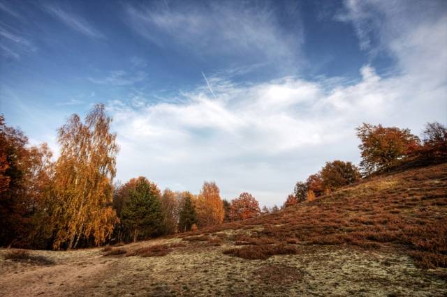 Cedynia Heath
