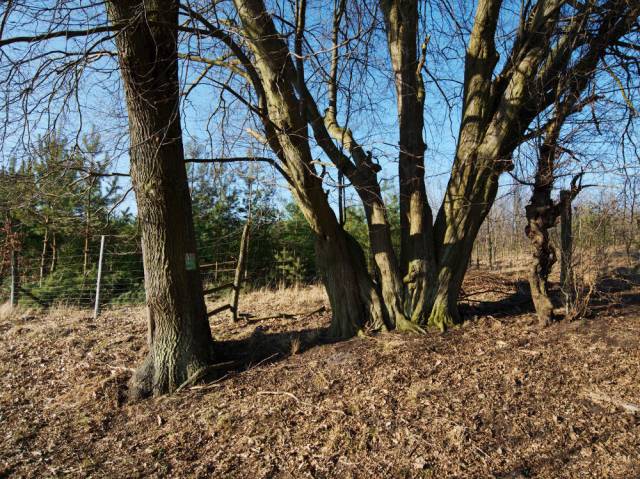 Oak and hornbeam trees
